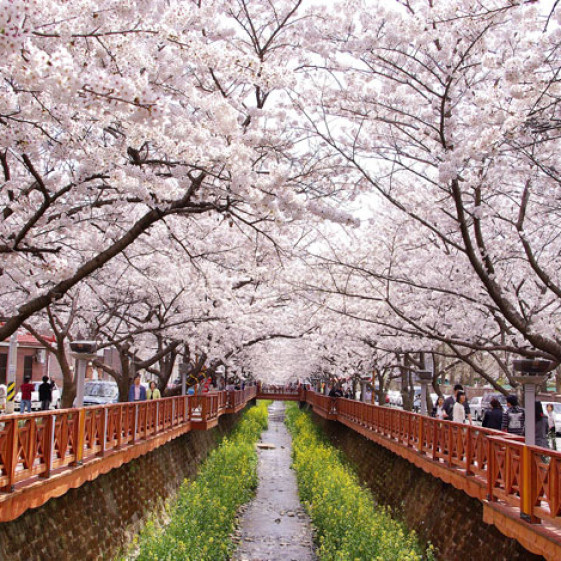 Aku Dan Korea Tiga Festival Bunga Musim Semi Di Korea Yang Harus Kamu Kunjungi