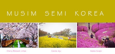 Tempat impian saat musim semi di korea