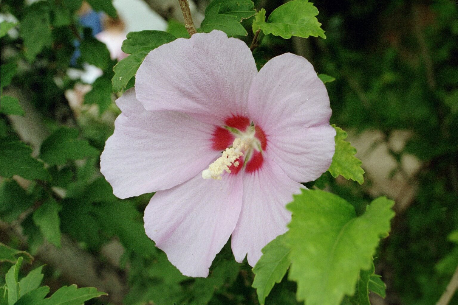 Bunga Kebangsaan Korea