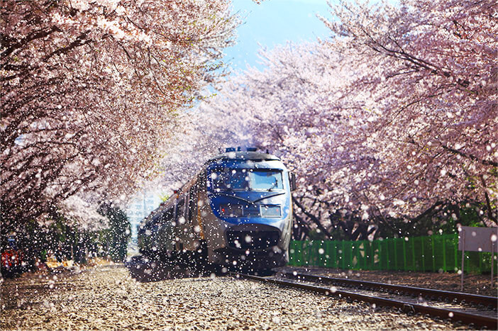 Wisata Cherry Blossom di Festival Gunhangje Jinhae