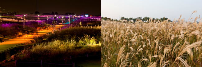 Dapatkan Kenangan Indah di Festival Silver Grass Seoul ke-17