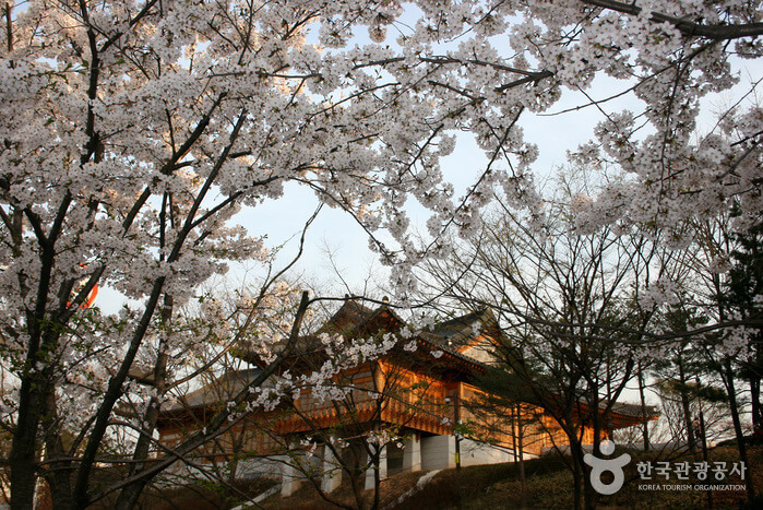Festival Bunga Musim Semi Yeouido Yeongdeungpo (영등포 여의도 봄꽃축제)