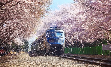 Wisata Cherry Blossom di Festival Gunhangje Jinhae