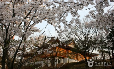 Photo_Festival Bunga Musim Semi Yeouido Yeongdeungpo (영등포 여의도 봄꽃축제)