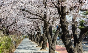 Photo_Festival Bunga Musim Semi Yeouido Yeongdeungpo 2021