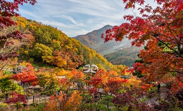 5 Destinasi Dedaunan Musim Gugur Terbaik Korea