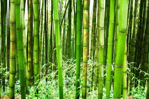 Photo_Rencanakan Wisata Alam Terbaik di Hutan Bambu Damyang, Juknokwon
