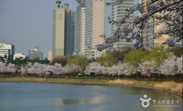 Photo_Festival Cherry Blossom Danau Seokchon (석촌호수 벚꽃축제)