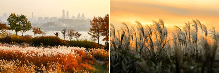 Photo_Pemandangan musim gugur di Taman Haneul 2