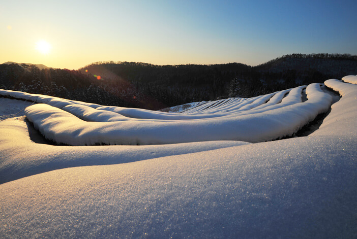 Photo_Matahari terbit musim dingin di perkebunan teh