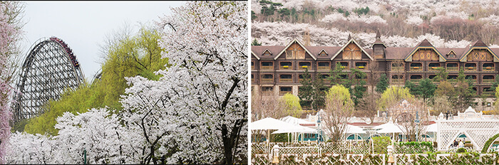 Photo_Festival Cherry Blossom 18