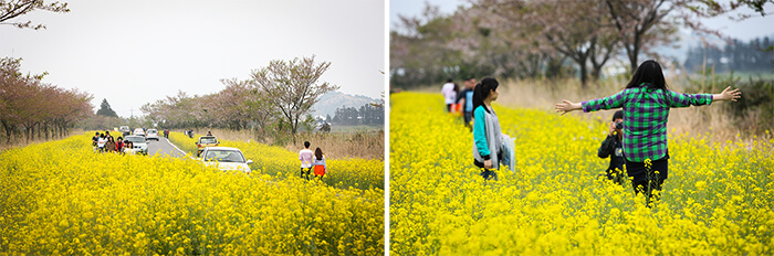 Photo_ Festival Bunga Yuchae di Jeju