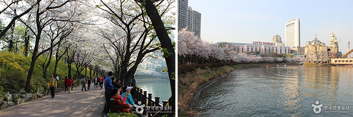 Photo_Festival Cherry Blossom 17