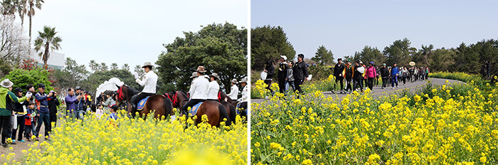 Photo_ Festival Jalan kaki dan Bunga Yuchae