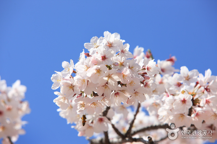Photo_ Korea Cherry Blossom Viesta 