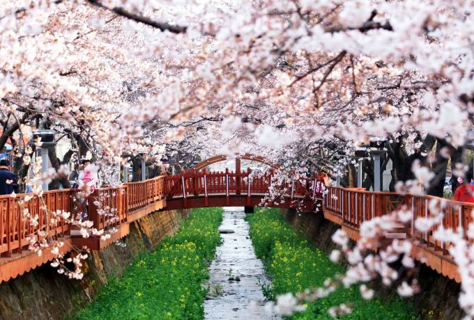 Photo_ Seoul - Busan - Daegu + Jinhae Cherry Blossom