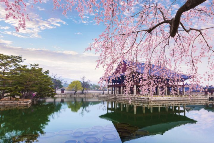 Photo_ Korea Busan Cherry Blossom