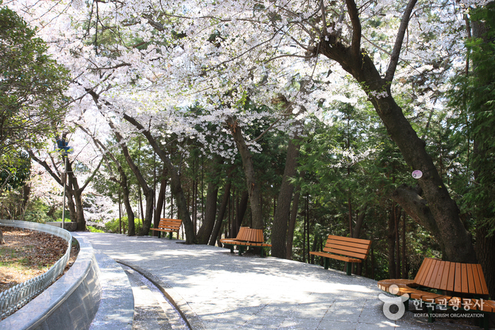 Photo_Enjoy Korea Cherry Blossom Jinhae & Busan