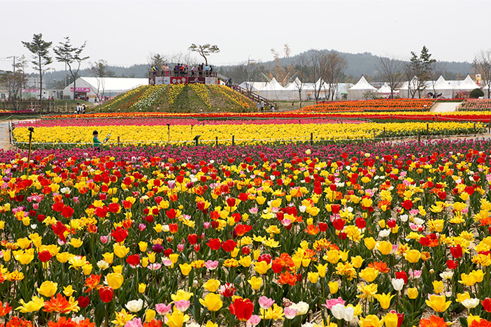 Photo_Festival Tulip Internasional Taean