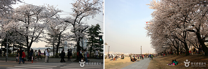 Photo_Festival Bunga Musim Semi Yeouido Yeongdeungpo 3