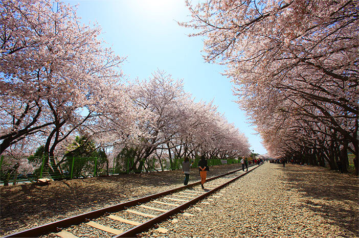 Photo_Jalan Cherry Blossom