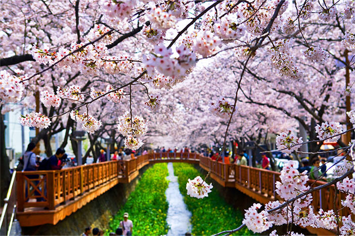 Photo_Jalan cherry blossom