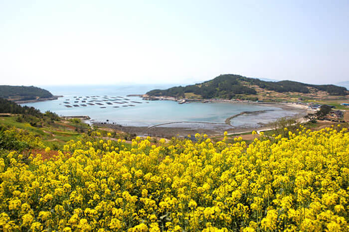 Photo_ Pulau Cheongsando dan Mekarnya Bunga Canola 
