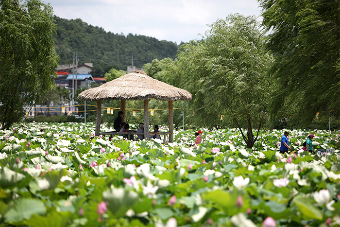 Photo_Buyeo Seodong Lotus Festival