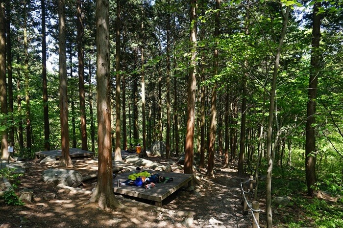 Photo_Korea Forest