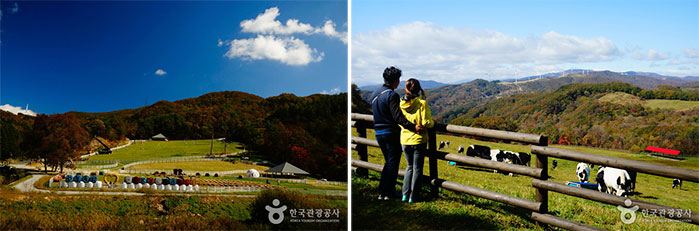 Photo_Daegwallyeong Sky Ranch