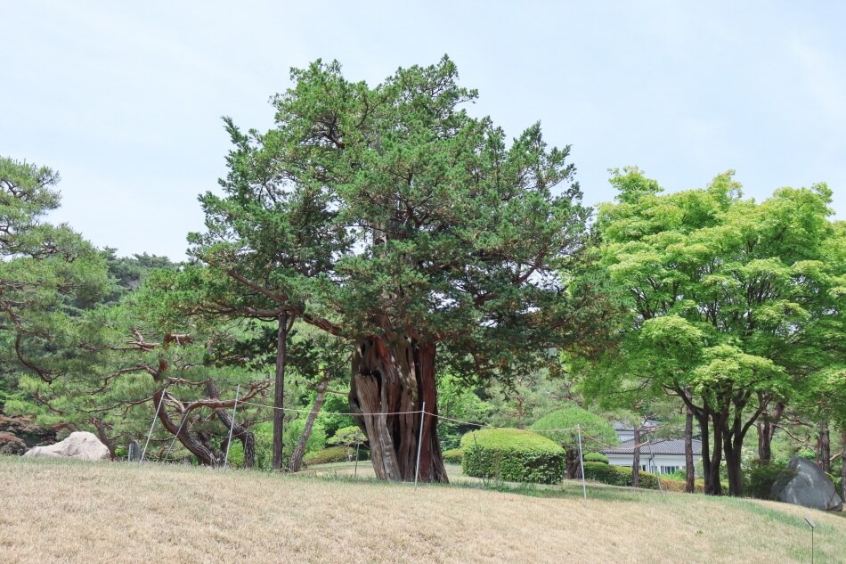 Photo_Pohon berusia 740 tahun
