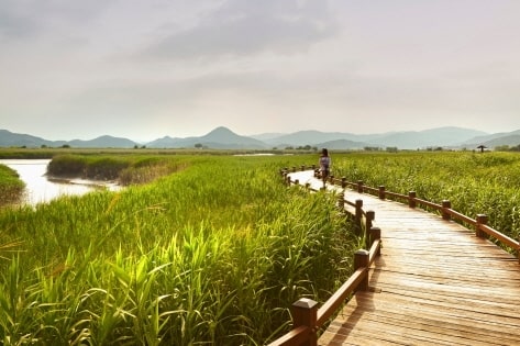 Suncheon Pameran Taman Internasional + 5 Atraksi Terbaik-11